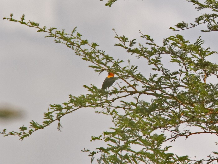 Black BishopCanon 7DFocal length 420mm1/1000 sec exposureF8ISO 400