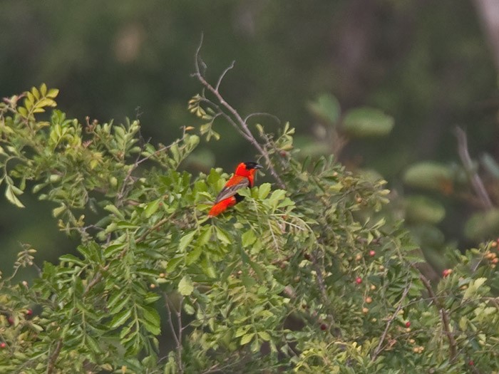 Northern Red BishopCanon 7DFocal length 420mm1/125 sec exposureF5.6ISO 200