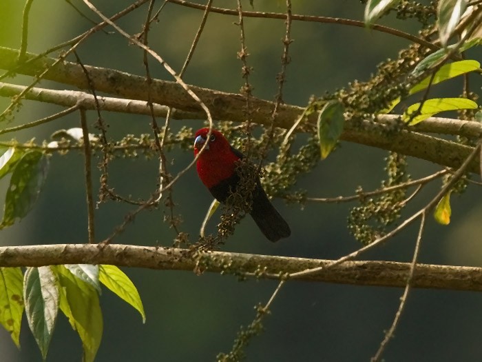 Red-headed BluebillCanon 7DFocal length 420mm1/160 sec exposureF6.3ISO 320