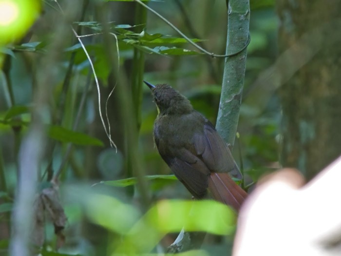Red-tailed BristlebillCanon 7DFocal length 420mm1/15 sec exposureF7.1ISO 320