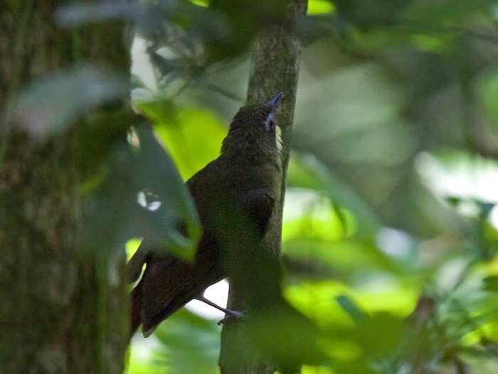 Red-tailed BristlebillCanon 7DFocal length 420mm1/125 sec exposureF6.3ISO 320