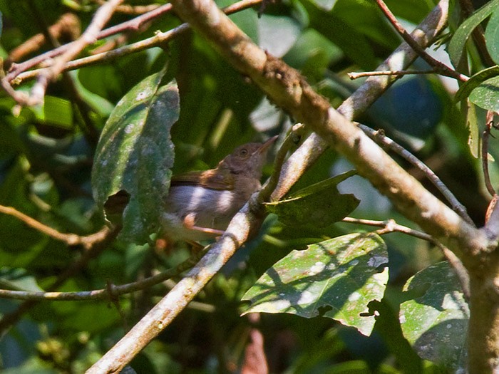 Olive-green CamaropteraCanon 7DFocal length 420mm1/320 sec exposureF7.1ISO 320
