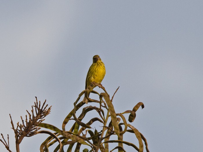 White-bellied CanaryCanon 7DFocal length 420mm1/800 sec exposureF5.6ISO 320