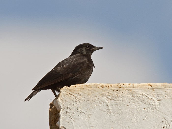 Sooty ChatCanon 7DFocal length 420mm1/500 sec exposureF7.1ISO 200