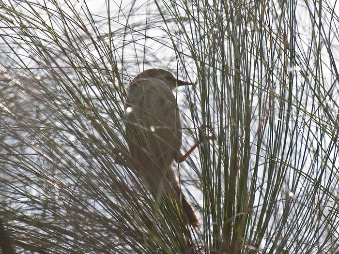 Carruthers's CisticolaCanon 40DFocal length 400mm1/1000 sec exposureF7.1ISO 400
