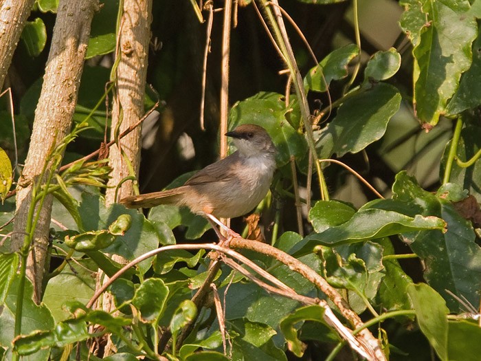 Chubb's CisticolaCanon 7DFocal length 420mm1/500 sec exposureF5.6ISO 400