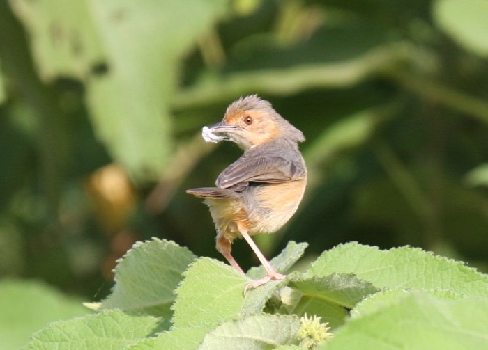 Red-faced CisticolaCanon 40DFocal length 400mm1/400 sec exposureF7.1ISO 400