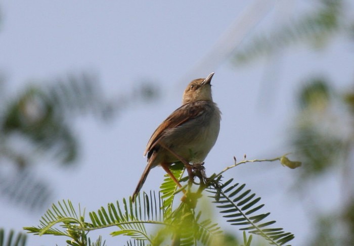 Winding CisticolaCanon 40DFocal length 400mm1/2000 sec exposureF5.6ISO 400