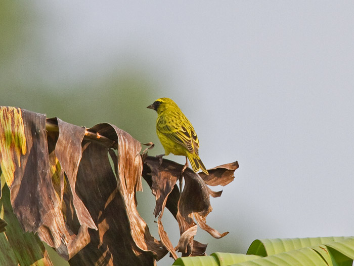 African CitrilCanon 7DFocal length 420mm1/500 sec exposureF6.3ISO 400