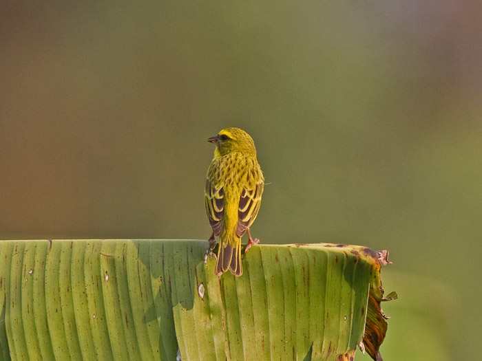 African CitrilCanon 7DFocal length 420mm1/400 sec exposureF6.3ISO 400