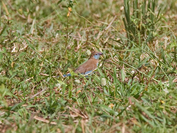 Red-cheeked CordonbleuCanon 7DFocal length 420mm1/800 sec exposureF7.1ISO 400