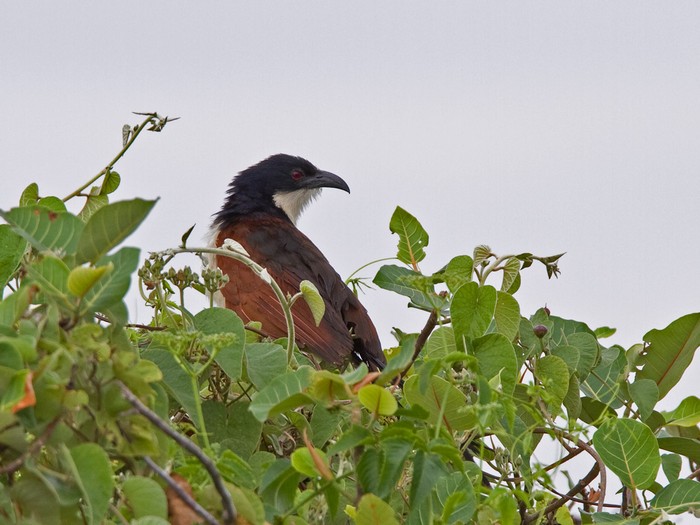 Blue-headed CoucalCanon 7DFocal length 420mm1/320 sec exposureF7.1ISO 200