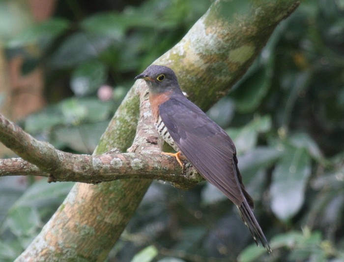 Red-chested CuckooCanon 40DFocal length 400mm1/60 sec exposureF5.6ISO 400