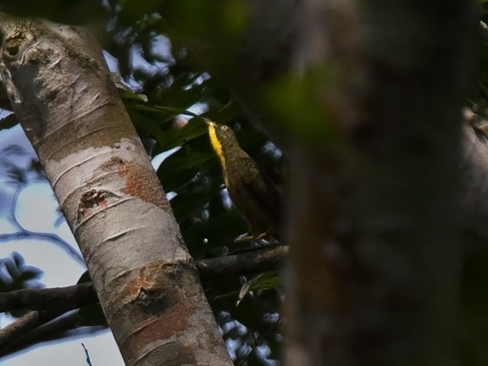 Yellow-throated CuckooCanon 7DFocal length 420mm1/400 sec exposureF7.1ISO 400