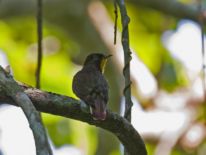 Yellow-throated CuckooCanon 7DFocal length 420mm1/100 sec exposureF7.1ISO 400