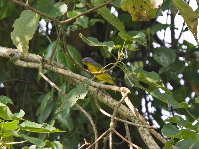 Petit's CuckooshrikeCanon 7DFocal length 420mm1/160 sec exposureF5.6ISO 400