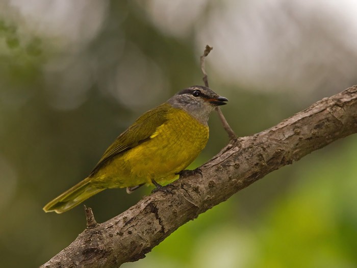 Purple-throated CuckooshrikeCanon 7DFocal length 420mm1/640 sec exposureF7.1ISO 320
