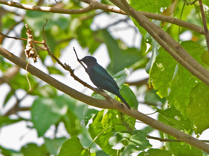 Purple-throated CuckooshrikeCanon 7DFocal length 420mm1/125 sec exposureF7.1ISO 320
