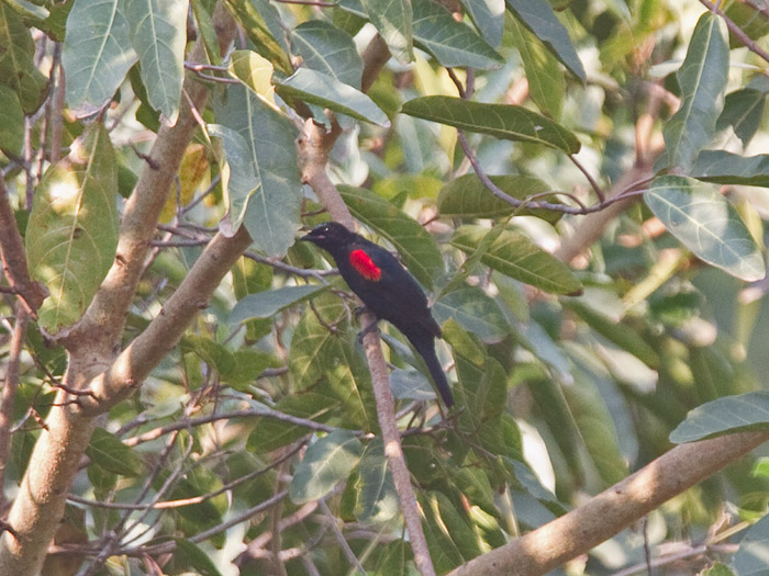 Red-shouldered CuckooshrikeCanon 7DFocal length 420mm1/320 sec exposureF4.5ISO 400
