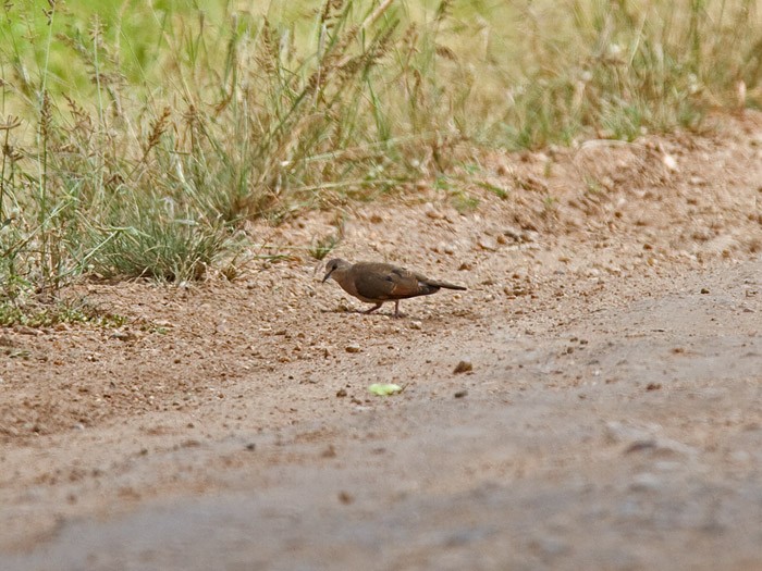 Black-billed Wood-DoveCanon 7DFocal length 420mm1/320 sec exposureF7.1ISO 200
