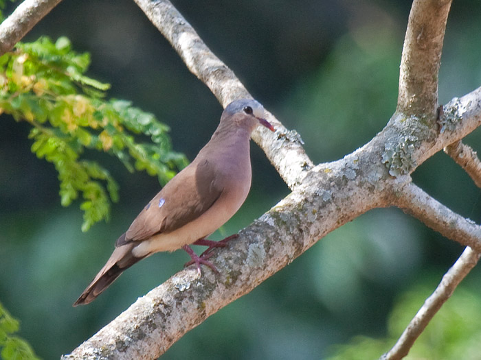 Blue-spotted Wood-DoveCanon 40DFocal length 400mm1/250 sec exposureF5.6ISO 400