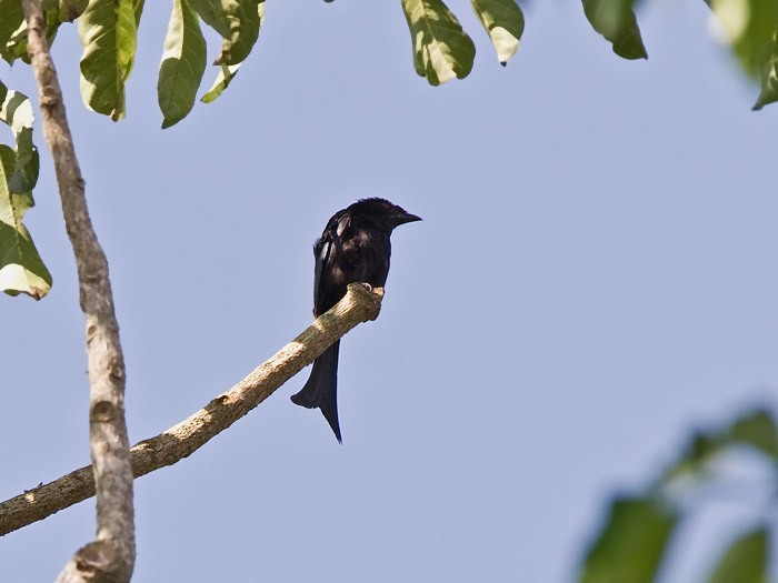 Velvet-mantled DrongoCanon 7DFocal length 420mm1/250 sec exposureF6.3ISO 250