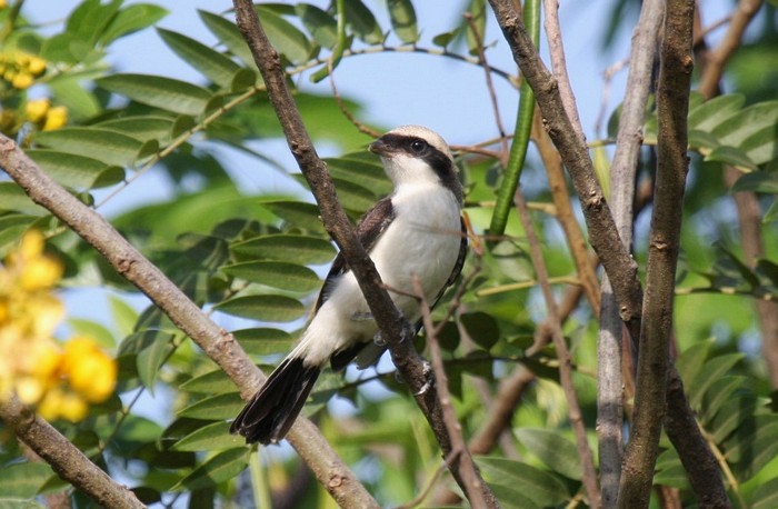 Grey-backed FiscalCanon 40DFocal length 400mm1/800 sec exposureF5.6ISO 400