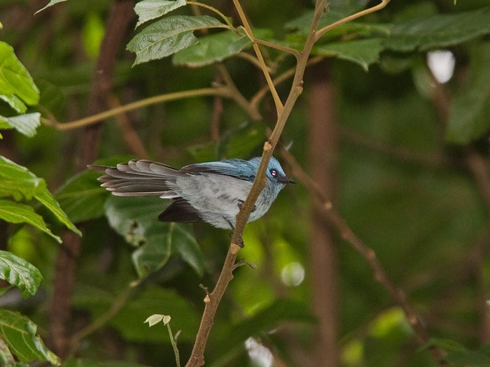 African Blue FlycatcherCanon 7DFocal length 420mm1/125 sec exposureF6.3ISO 320