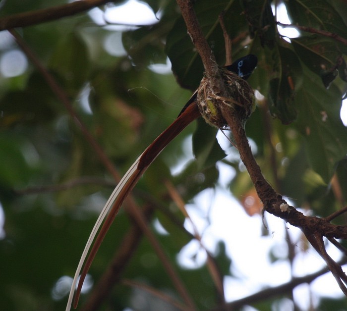 African Paradise-FlycatcherCanon 40DFocal length 400mm1/60 sec exposureF5.6ISO 400