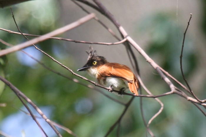 Black-and-white FlycatcherCanon 40DFocal length 400mm1/30 sec exposureF7.1ISO 400