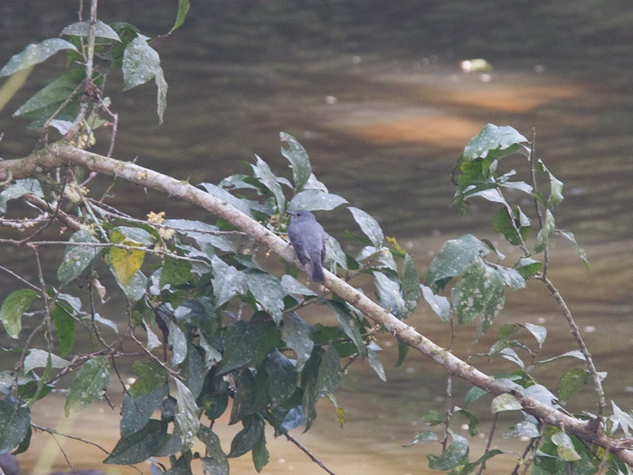 Cassin's FlycatcherCanon 7DFocal length 420mm1/50 sec exposureF7.1ISO 400