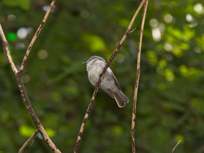 Dusky-blue FlycatcherCanon 7DFocal length 420mm1/160 sec exposureF6.3ISO 250