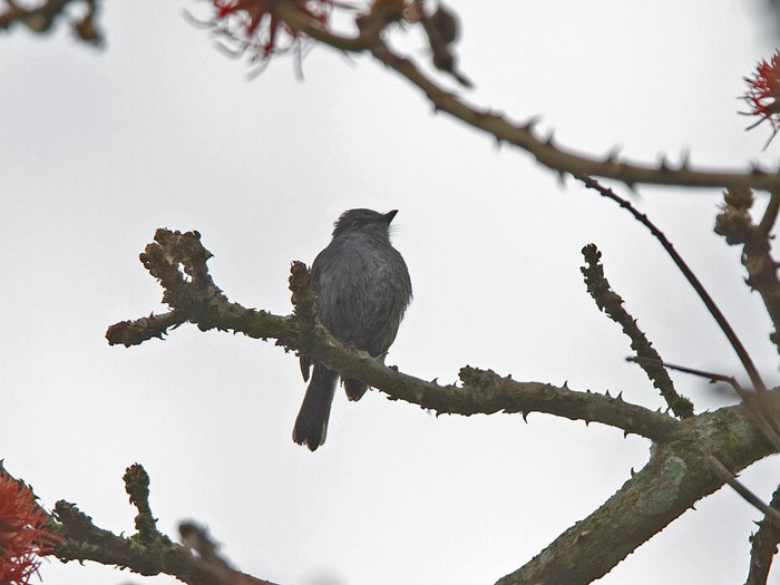 Dusky-blue FlycatcherCanon 7DFocal length 420mm1/500 sec exposureF6.3ISO 400