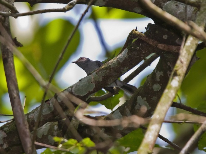 Grey-throated Tit-FlycatcherCanon 7DFocal length 420mm1/250 sec exposureF5ISO 320