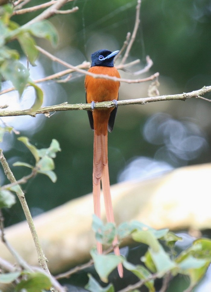 Red-bellied Paradise-FlycatcherCanon 40DFocal length 400mm1/30 sec exposureF7.1ISO 400