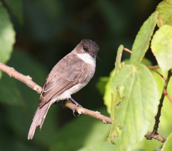 Swamp FlycatcherCanon 40DFocal length 400mm1/200 sec exposureF7.1ISO 400