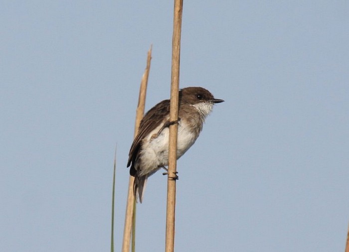 Swamp FlycatcherCanon 40DFocal length 400mm1/1000 sec exposureF7.1ISO 400