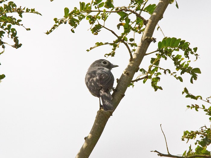White-eyed Slaty FlycatcherCanon 7DFocal length 420mm1/1250 sec exposureF7.1ISO 400