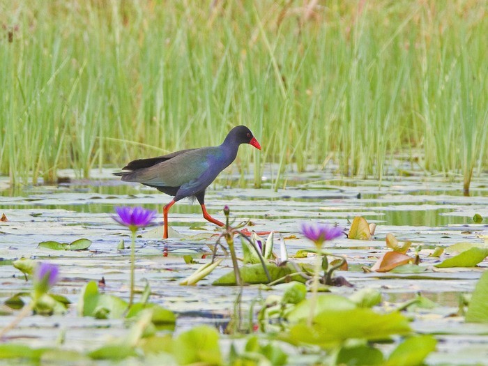Allen's GallinuleCanon 7DFocal length 420mm1/500 sec exposureF7.1ISO 400