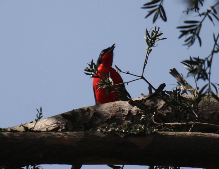 Black-headed GonolekCanon 40DFocal length 400mm1/1600 sec exposureF5.6ISO 400