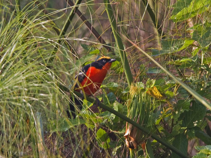 Papyrus GonolekCanon 7DFocal length 420mm1/250 sec exposureF7.1ISO 400