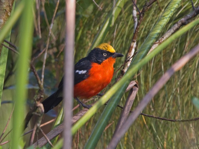 Papyrus GonolekCanon 7DFocal length 420mm1/250 sec exposureF5.6ISO 640