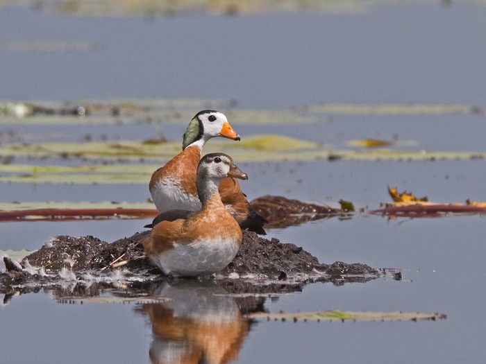 African Pygmy GooseCanon 7DFocal length 420mm1/200 sec exposureF7.1ISO 200