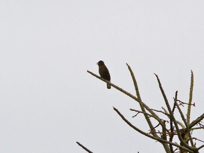 Honeyguide GreenbulCanon 7DFocal length 420mm1/500 sec exposureF7.1ISO 200