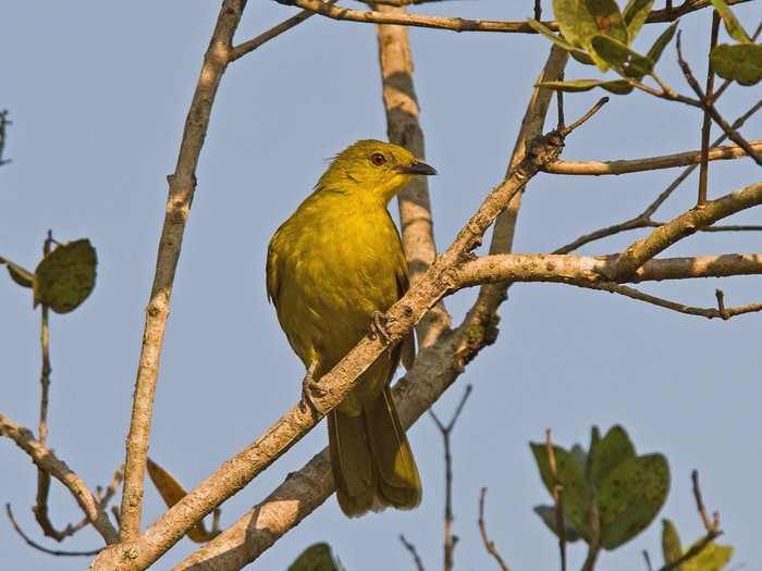 Joyful GreenbulCanon 7DFocal length 420mm1/1600 sec exposureF5.6ISO 400