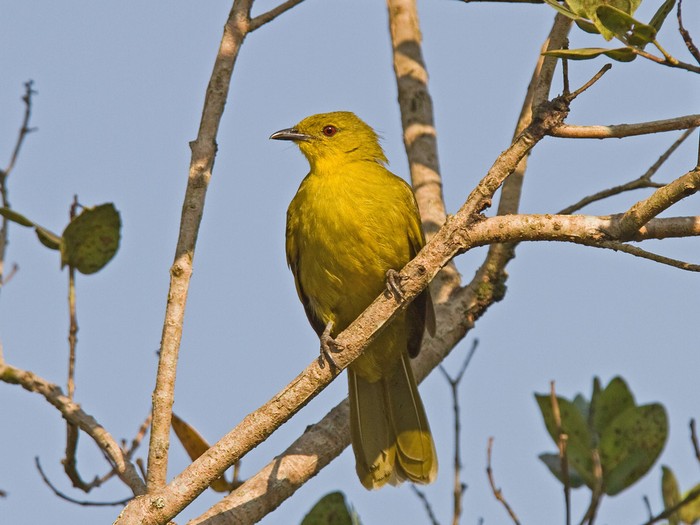 Joyful GreenbulCanon 7DFocal length 420mm1/1000 sec exposureF5.6ISO 400