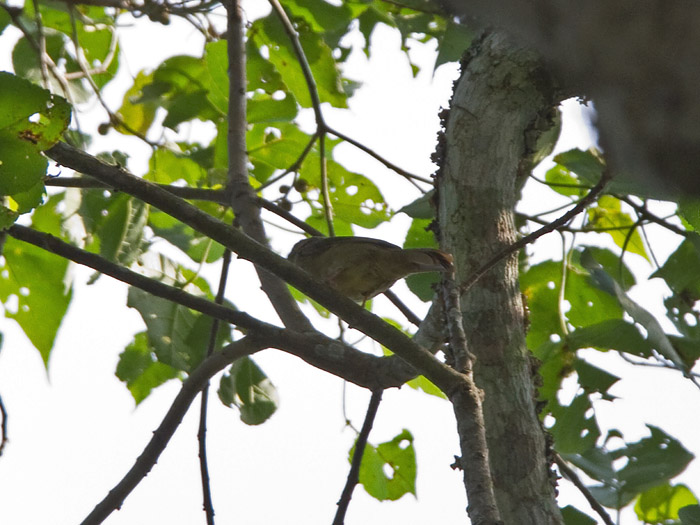 Little Grey GreenbulCanon 7DFocal length 420mm1/320 sec exposureF7.1ISO 320