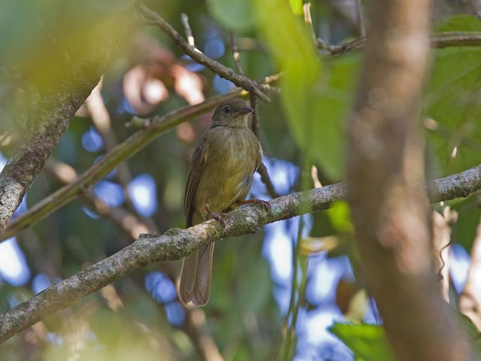 Little GreenbulCanon 7DFocal length 420mm1/160 sec exposureF5.6ISO 400