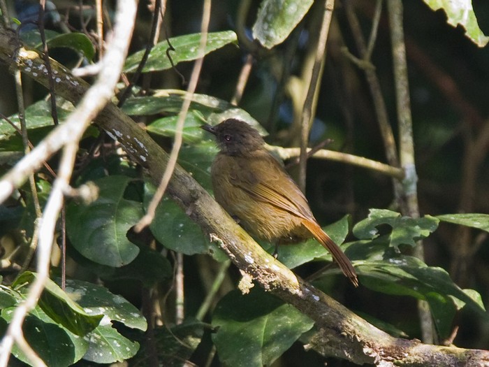 Little GreenbulCanon 7DFocal length 420mm1/160 sec exposureF6.3ISO 320