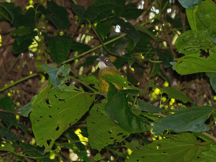 Red-tailed GreenbulCanon 7DFocal length 420mm1/160 sec exposureF6.3ISO 250